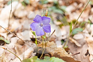 Vinca minor. Periwinkle, dwarf periwinkle, small periwinkle, common periwinkle. Is a species of flowering plant native