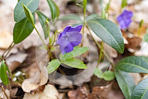 Vinca minor. Periwinkle, dwarf periwinkle, small periwinkle, common periwinkle. Is a species of flowering plant native