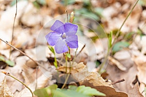 Vinca minor. Periwinkle, dwarf periwinkle, small periwinkle, common periwinkle. Is a species of flowering plant native