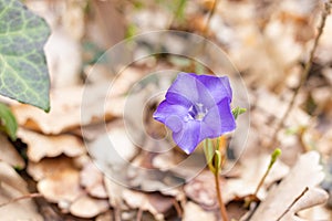 Vinca minor. Periwinkle, dwarf periwinkle, small periwinkle, common periwinkle. Is a species of flowering plant native