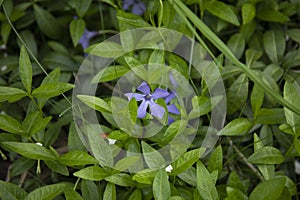Vinca minor periwinkle is a species of flowering plant native to central and southern Europe