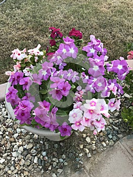 Vinca multicolor 3659