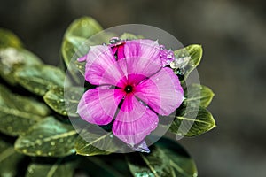 Vinca or periwinkle is in bloom and looks beautiful