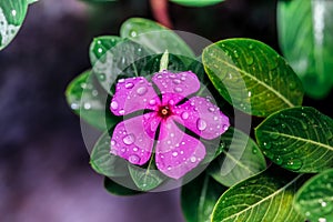 Vinca or periwinkle is in bloom and looks beautiful