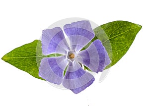 Vinca, periwinkle flower and leaf, closeup and isolated on white background.