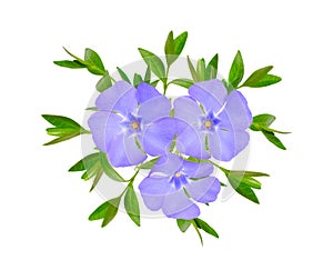 Vinca or periwinkle. Isolated on white background
