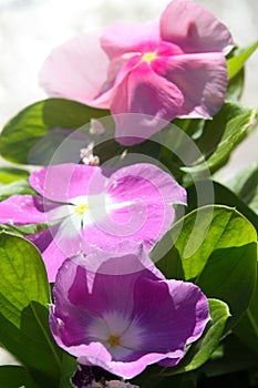 Vinca pink purple 9905 c