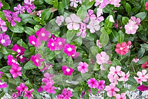 Vinca rosea flowers blossom in the garden