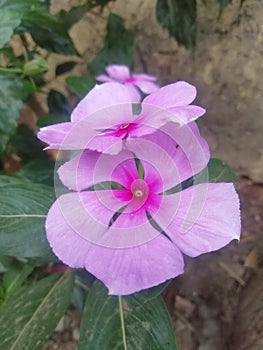 Vinca roses pink deshi flowers to 12 months