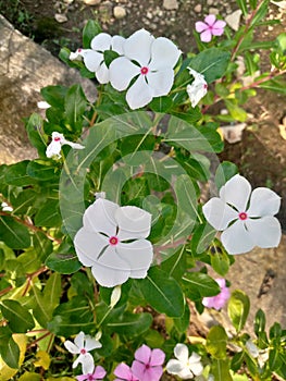 Vinca or tapak dara is a short flowering plant