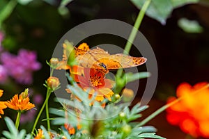 Vindula dejone, the Malay cruiser butterfly