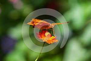 Vindula dejone, the Malay cruiser butterfly