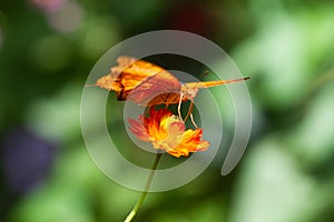 Vindula dejone, the Malay cruiser butterfly