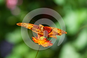 Vindula dejone, the Malay cruiser butterfly