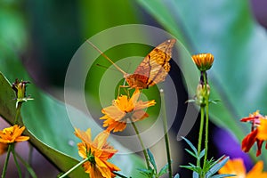 Vindula dejone, the Malay cruiser butterfly