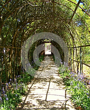 Vine arbor tunnel