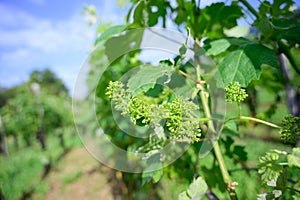 Vine blossom in vineyard in early spring