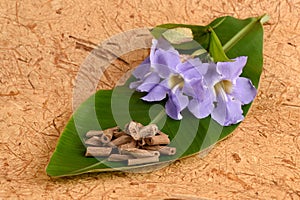 Vine Blue Thunbergia (Laurel Clock Vine) (Thunbergia laurifolia Linn.), Flowers.
