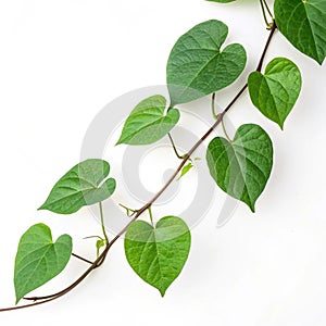 Vine branch with green heart-shaped leaves isolated on white background photo