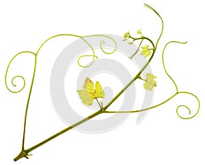 Vine branch isolated. Green fresh vine branch with leaves and tendrils cut out on white background