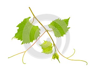 Vine branch with leaves