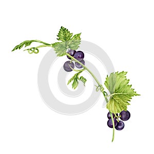 Vine branch with purple grapes, green leaves and tendrils isolated on white background. Hand drawn watercolor illustration