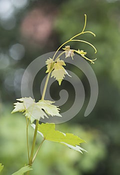 Vine branch with tendril and green leaves on natural background