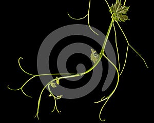 Vine branch with tendrils and young leaves, fresh young vine leaves, isolated on black background