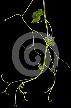 Vine branch with tendrils and young leaves, fresh young vine leaves, isolated on black background