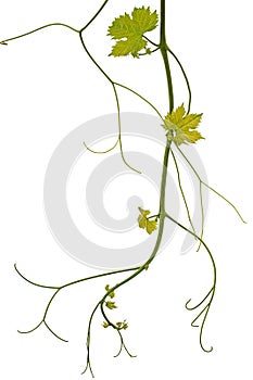 Vine branch with tendrils and young leaves, fresh young vine leaves, isolated on white background