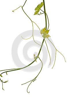 Vine branch with tendrils and young leaves, fresh young vine leaves, isolated on white background