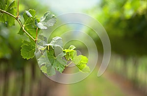 A vine branch on the vine rows background