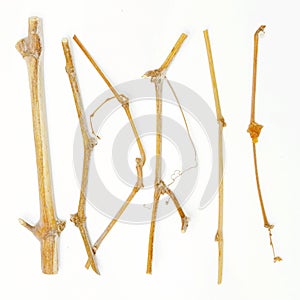 Vine branches on white