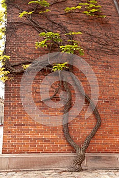 Vine branching into two stems growing out of concrete paving and up a brick wall.