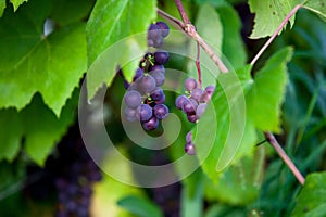Vine with bunches of berries on a green background