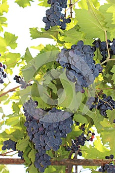Vine with bunches of dark grapes on a light background