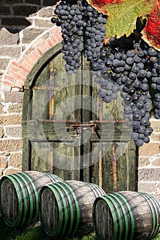 Vine cellar with vine barrels