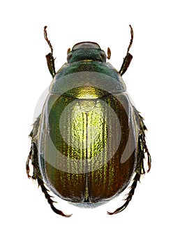 Vine Chafer on white Background