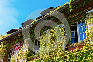Vine-clad facade of an old house in Strasbourg, France