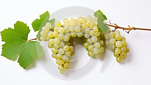On the vine, a cluster of ripe grapes can be seen. isolated in front of a white background