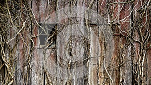 Vine covered barn wall background