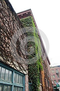 Vine covered brick building