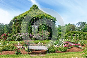 Vine-covered gazebo surrounded by a beautiful rose garden