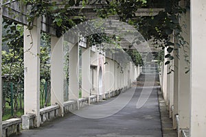 Vine Covered Pillared Walkway