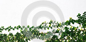 Vine or creeping plant growth isolated on white concrete wall background with above copy space