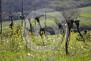 A vine culture with older vines in spring when they start to bud.