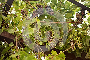 Vine dark fertile fruitful