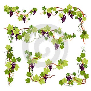 Vine decor, grapes bunches on branches or twigs isolated icons