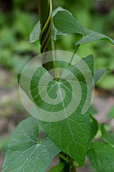 Vine entwined around the plant