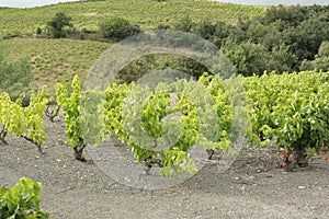 Vine in Fenouilledes, France